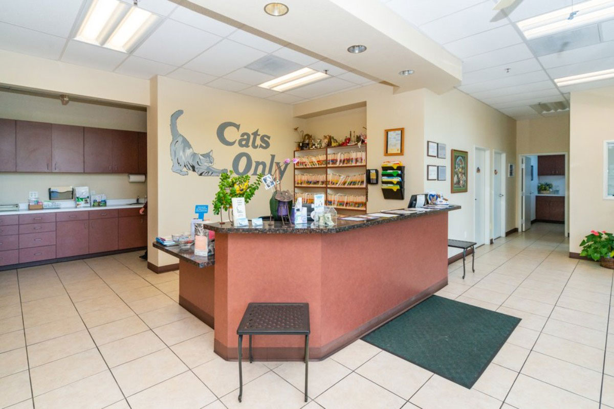 Cat Vet Near Me Rocklin CA Cats Only Veterinary Hospital cat-vet-near-me-rocklin-ca-cats-only-veterinary-hospital