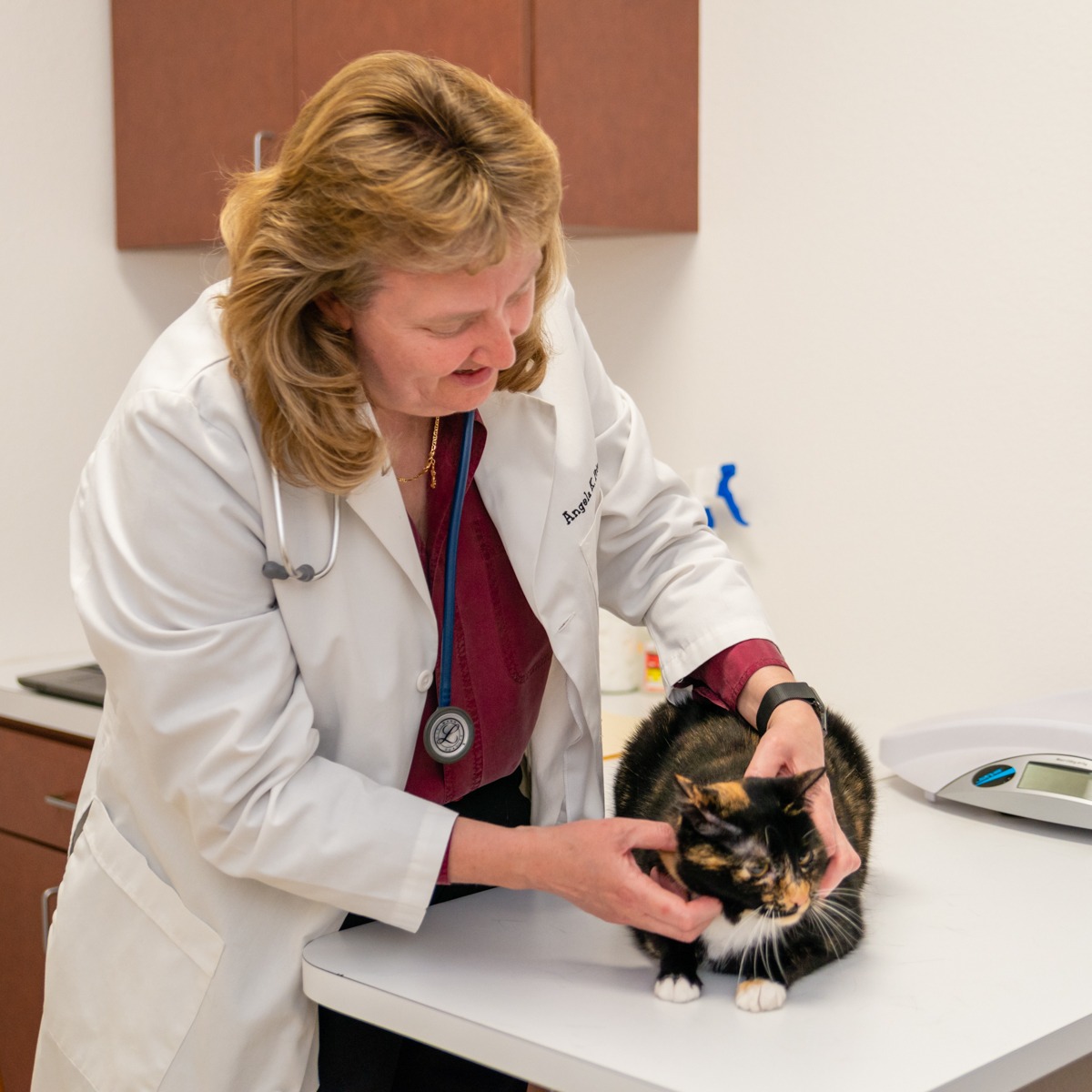 Dr. Priest examining cat