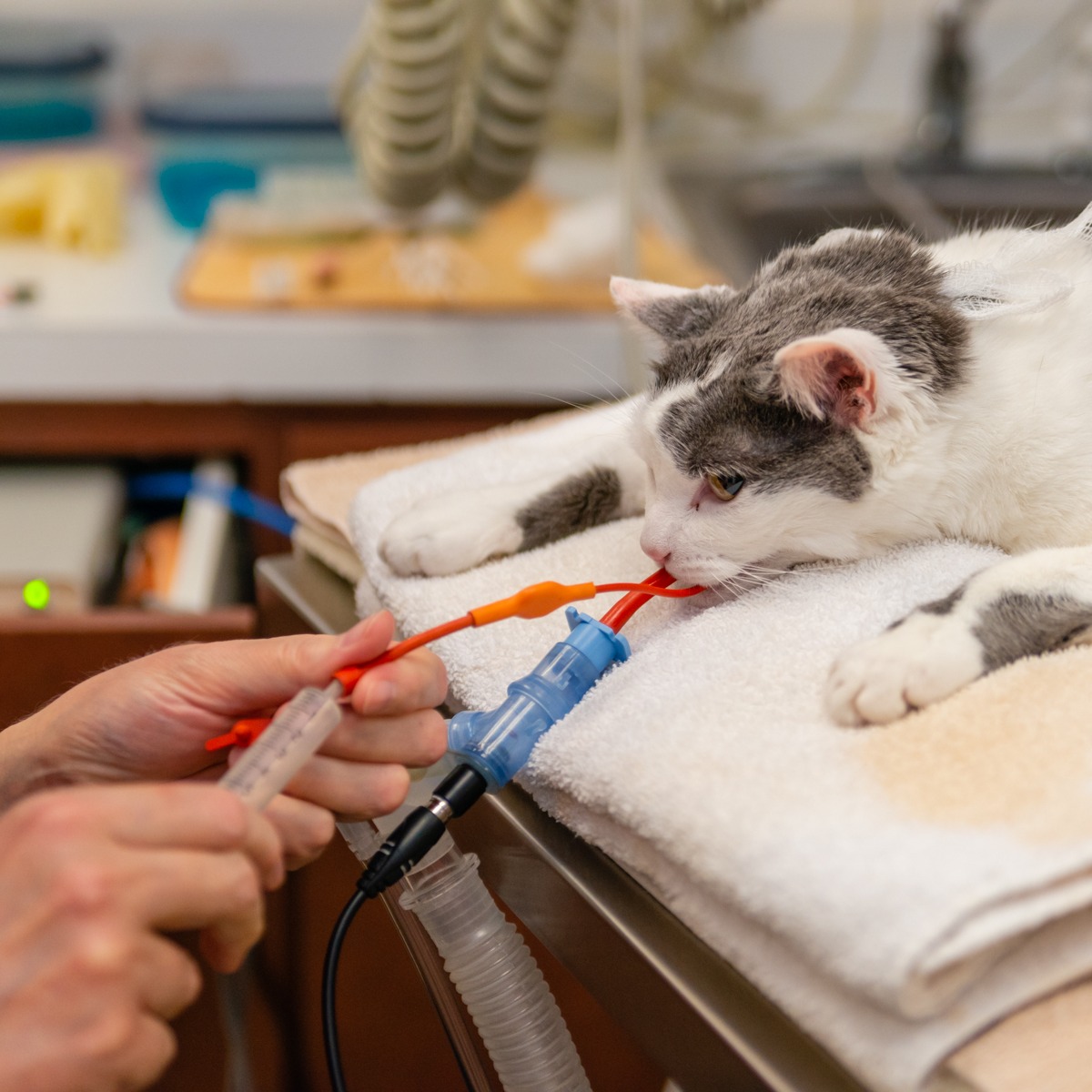 Cat during surgery