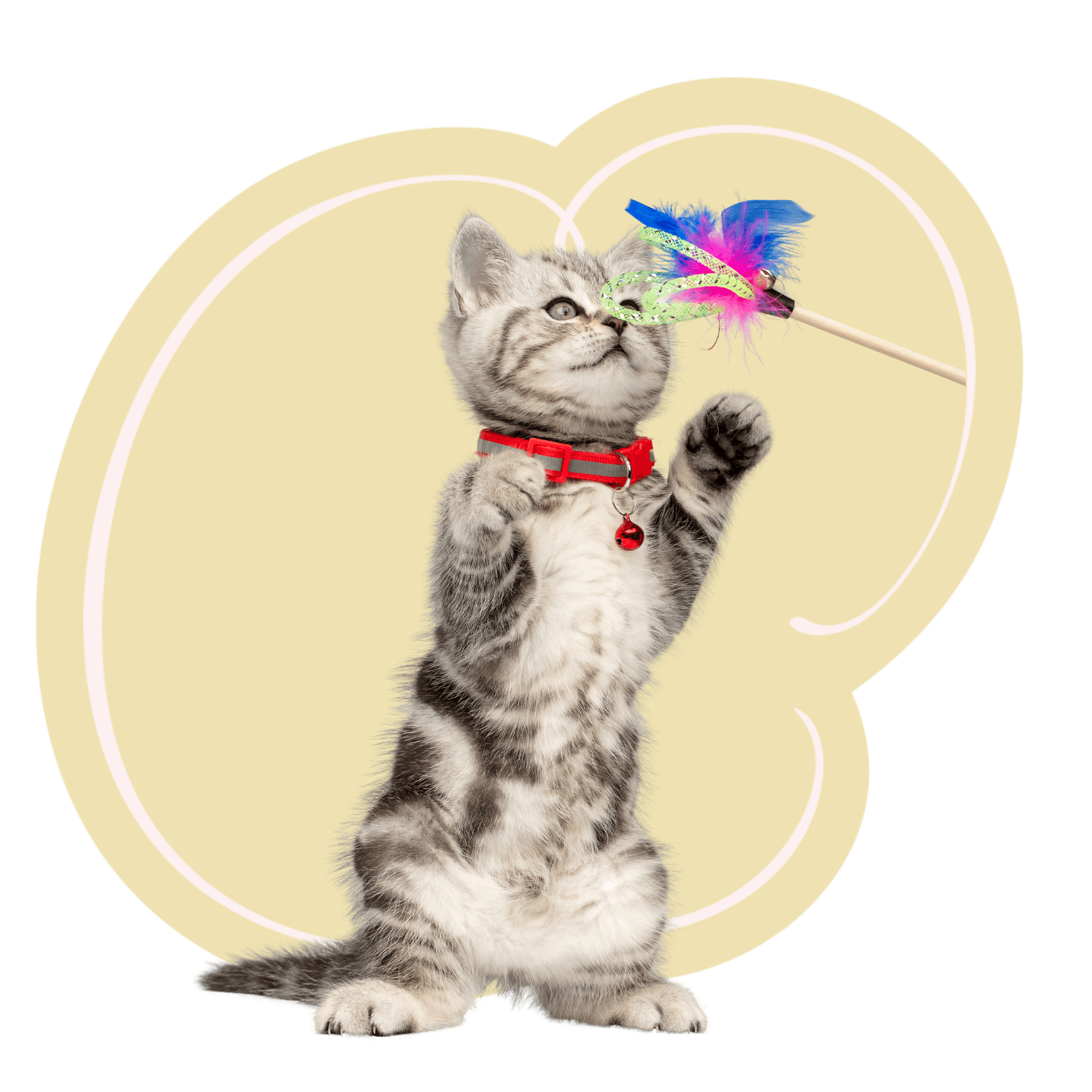 kitten playing with feather<br />
