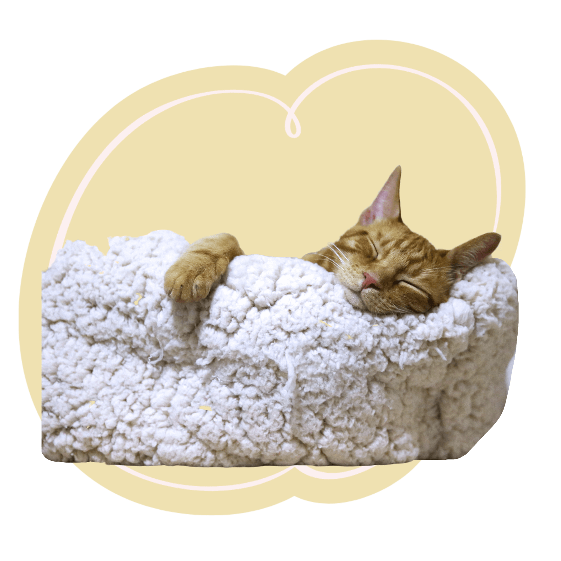 kitty cat in a bed<br />
