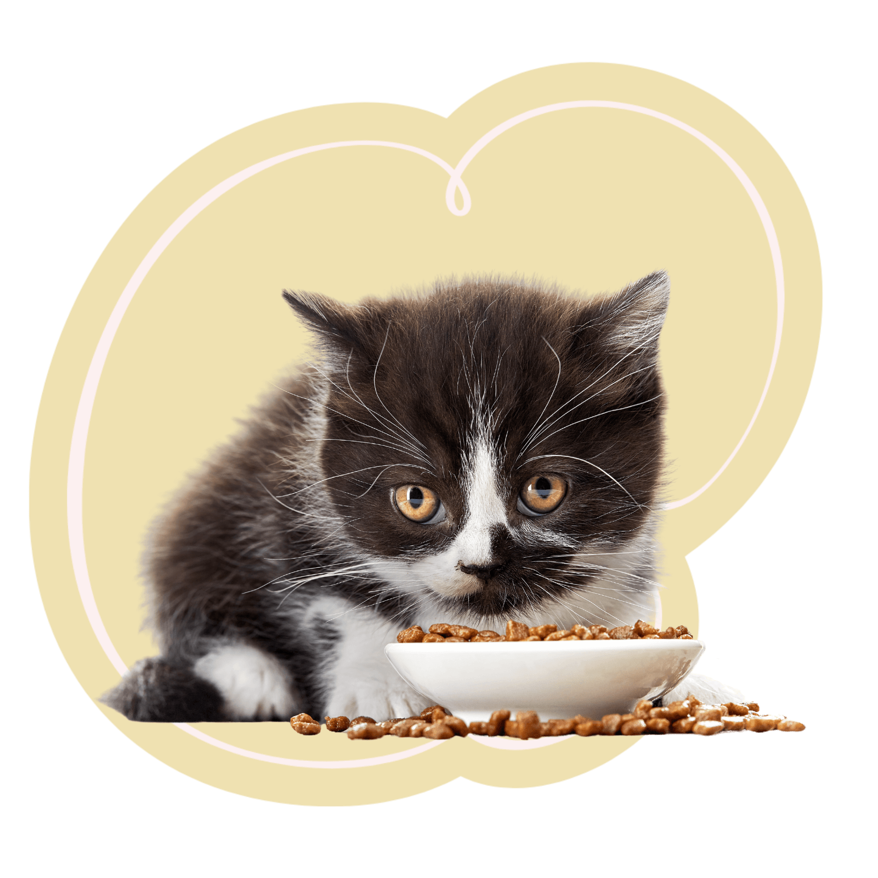 kitten eating food<br />
