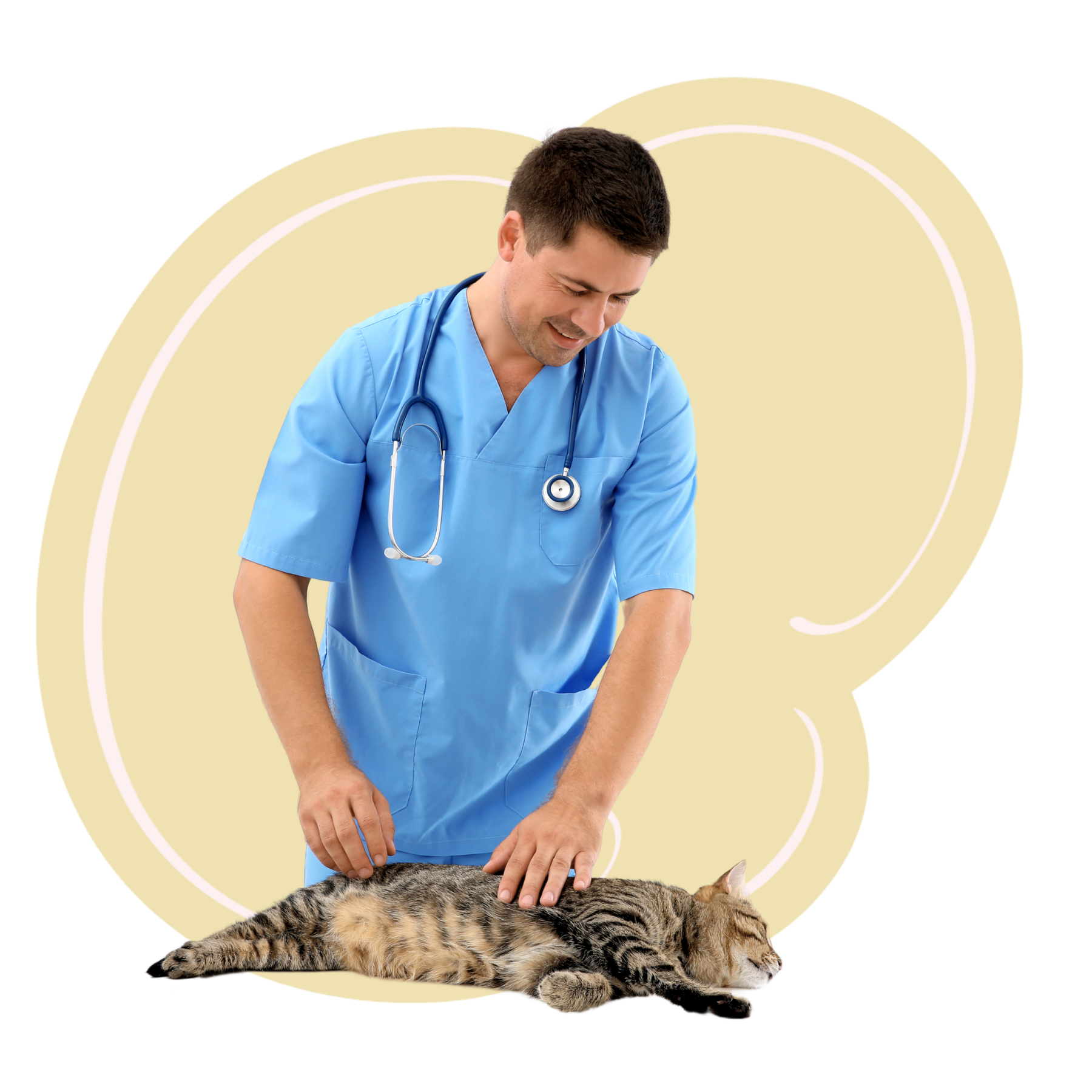 a veterinarian examines a cat