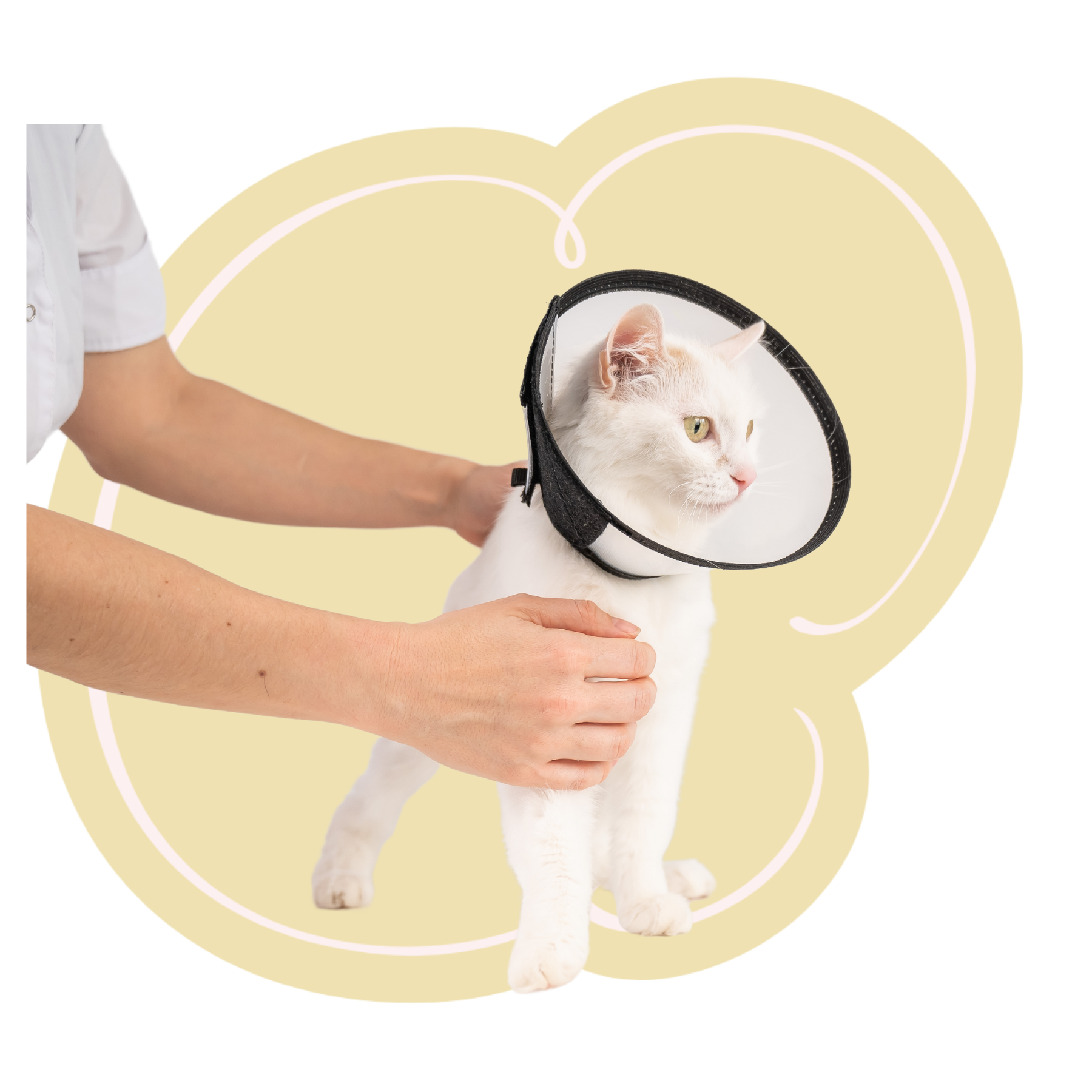 a vet gently holding a cat