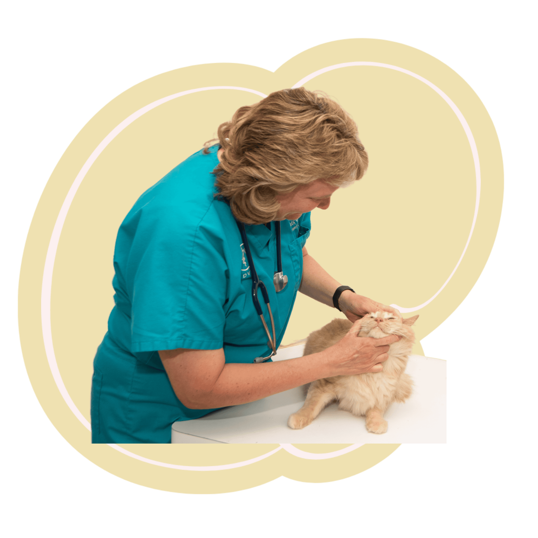 a veterinarian closely examines a cat