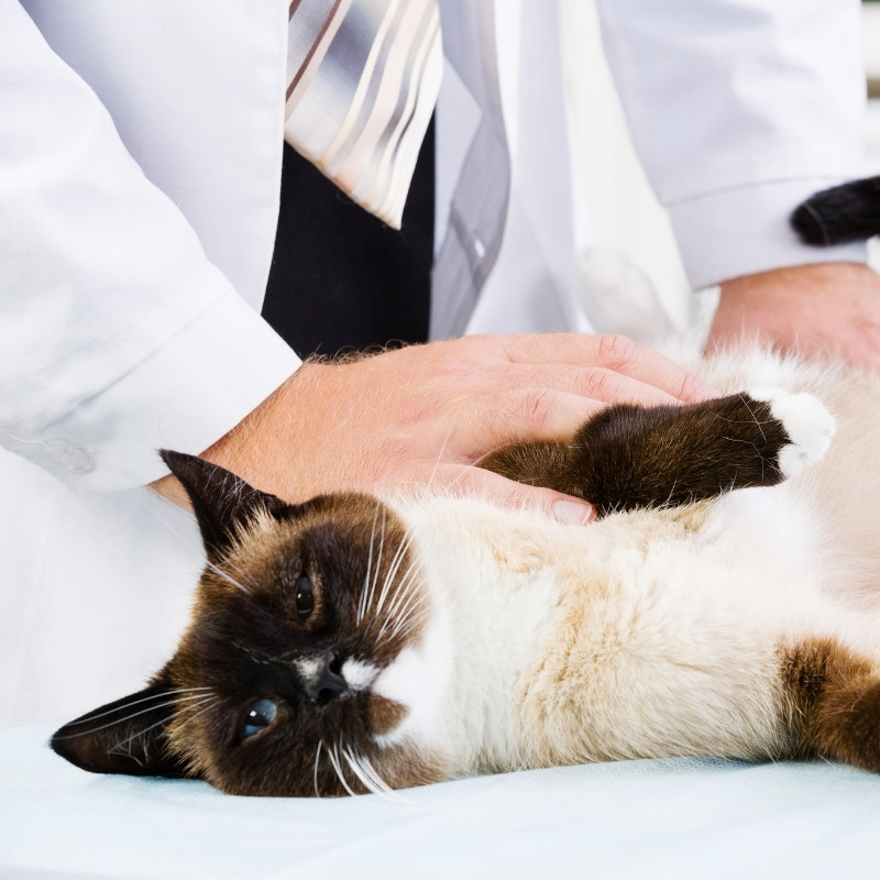 a veterinarian petting a cat