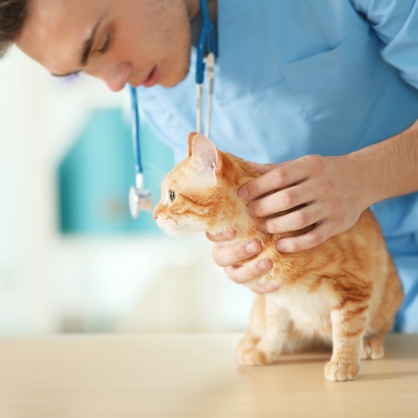 a veterinarian examines a cat