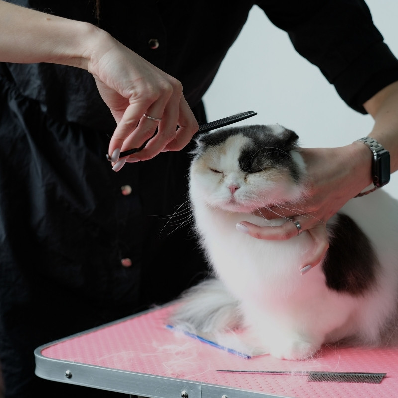 a woman carefully trims the fur of a cat