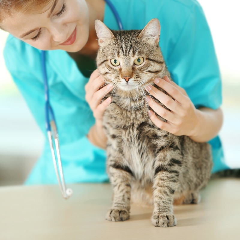 a veterinarian lovingly pets a cat