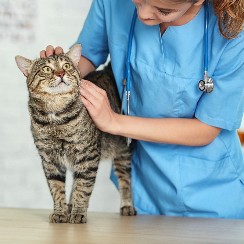 a veterinarian petting a cat