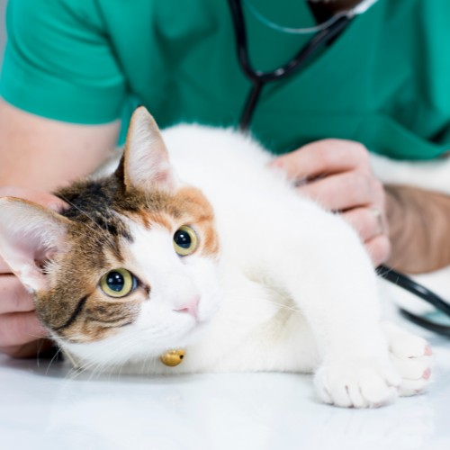 a veterinarian examines a cat using a stethoscope