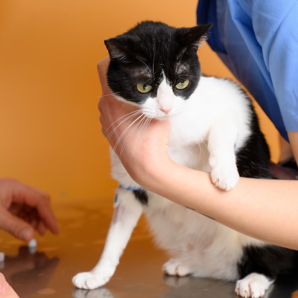 a veterinarian examines a cat