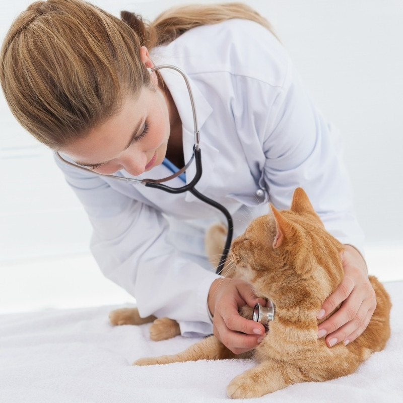 a veterinarian examines a cat